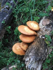 Gymnopilus subtropicus