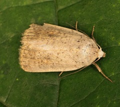 Athetis bremusa