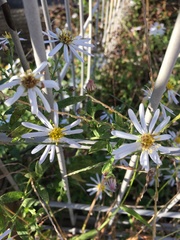 Aster microcephalus