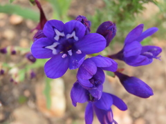 Codonorhiza elandsmontana