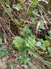 Artemisia lactiflora