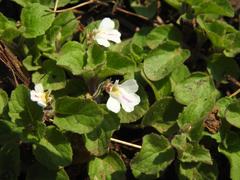 Diclis rotundifolia