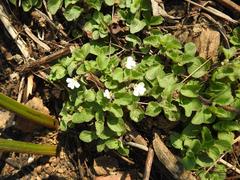 Diclis rotundifolia