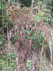 Phytolacca americana