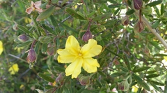 Dilleniaceae