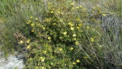 Dilleniaceae