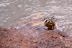 Phrynops williamsi