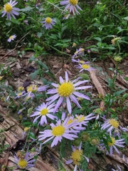 Aster lautureanus