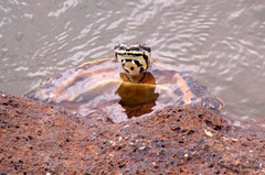 Phrynops williamsi