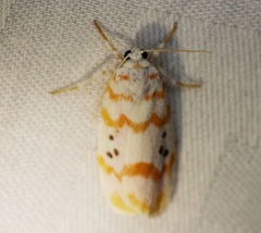 Cyana interrogationis