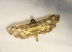 Eurrhyparodes bracteolalis