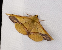 Fascellina plagiata