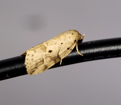 Giaura multipunctata