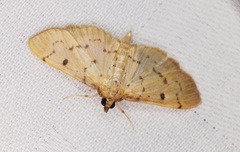 Herpetogramma basalis