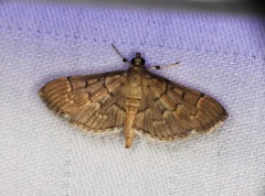 Herpetogramma rudis