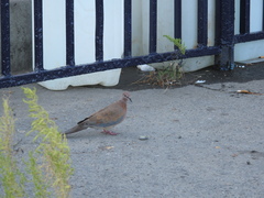 Streptopelia senegalensis