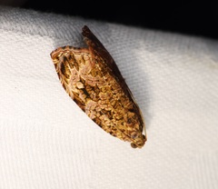 Phaecasiophora walsinghami