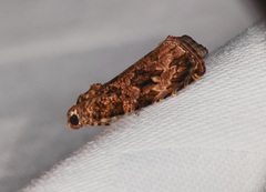 Phaecasiophora walsinghami