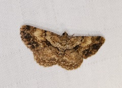 Psilalcis galsworthyi