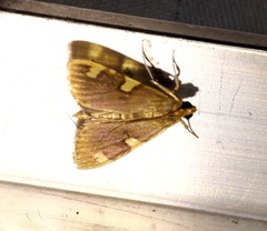 Rehimena surusalis