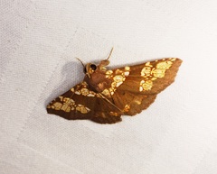Saroba pustulifera