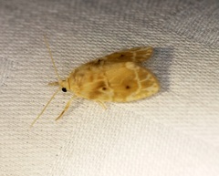 Schistophleps bipuncta