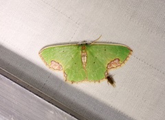 Spaniocentra kuniyukii