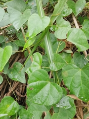 Pericampylus glaucus