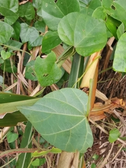 Pericampylus glaucus