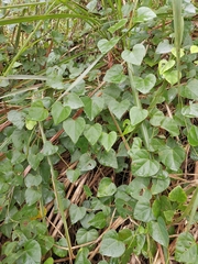 Pericampylus glaucus