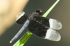 Neurothemis tullia