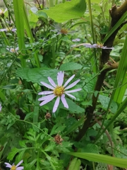 Aster lautureanus