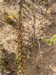 Microdon