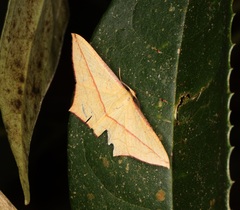 Timandra convectaria