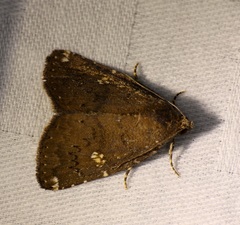 Amyna axis