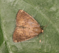 Amyna axis