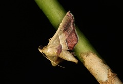 Endotricha repandalis