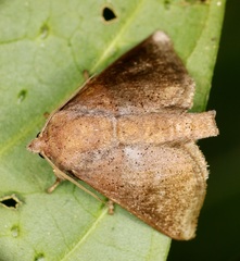 Griseothosea fasciata