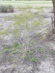 Acacia oswaldii