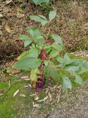 Phytolacca americana