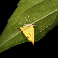 Corymica arnearia