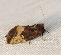 Elusa antennata