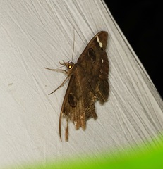 Erebus hieroglyphica