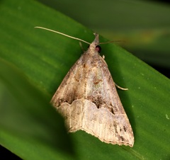 Hypena cidarioides