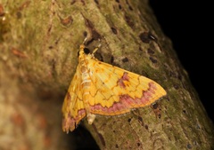 Isocentris filalis