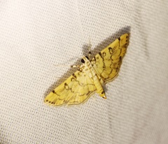 Lamprosema tampiusalis