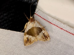 Maliattha separata