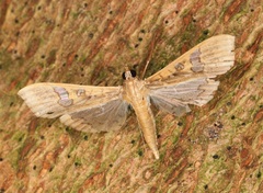 Maruca vitrata