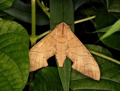 Marumba dyras