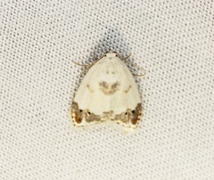 Neoduma kuangtungensis